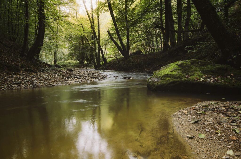 water in forest river scenery, natural serene landscape